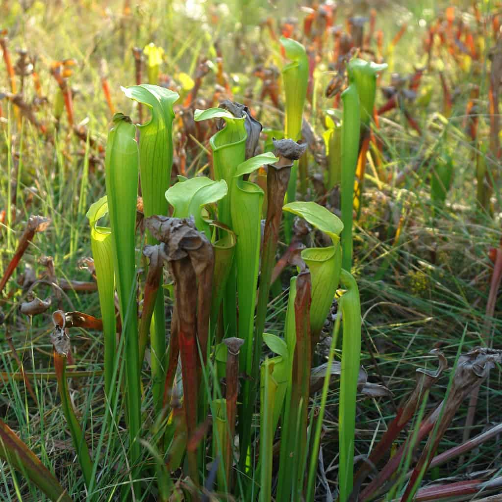 Pitcher Plants