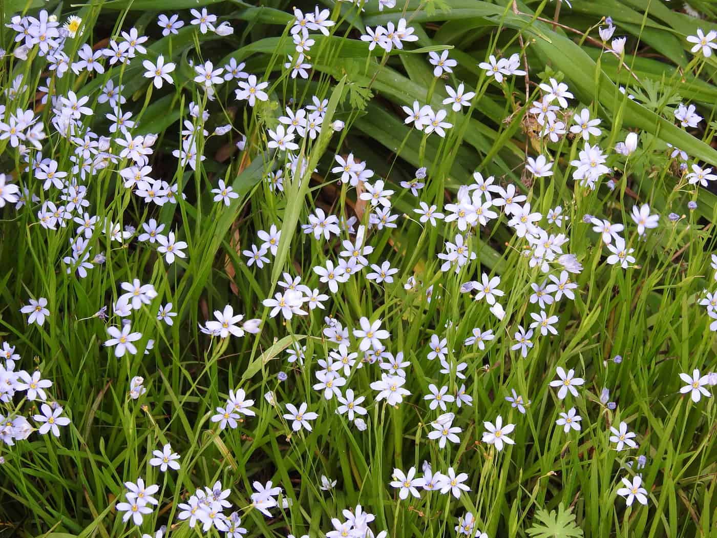 Sisrynchium, Blue-eyed Grass