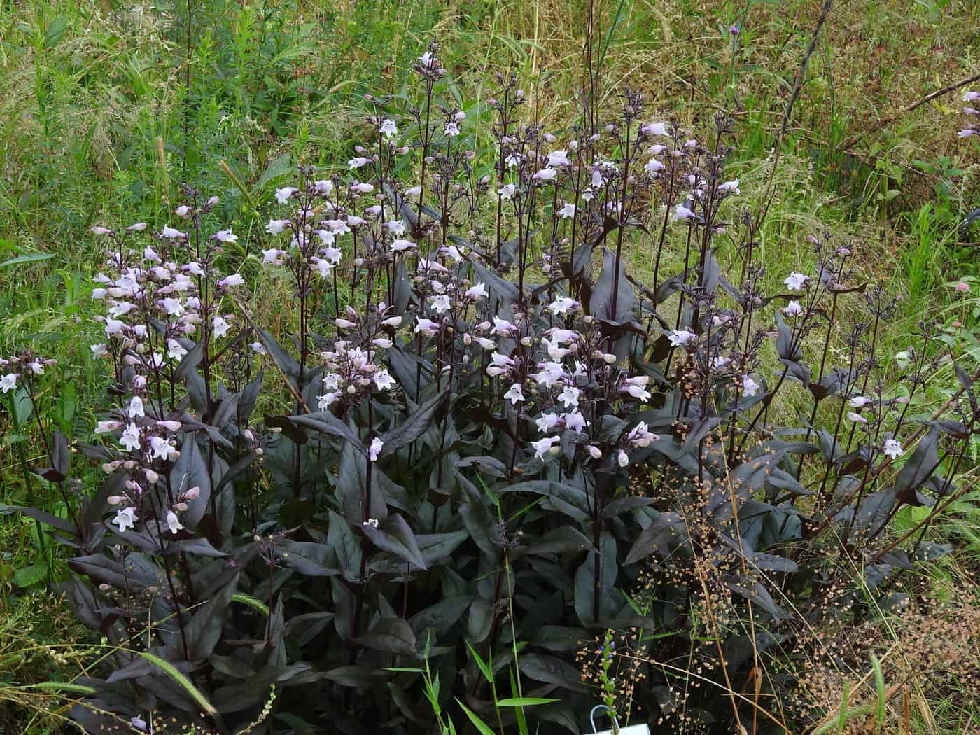 Penstemon 'Husker's Red' is a cultivar of P. digitalis