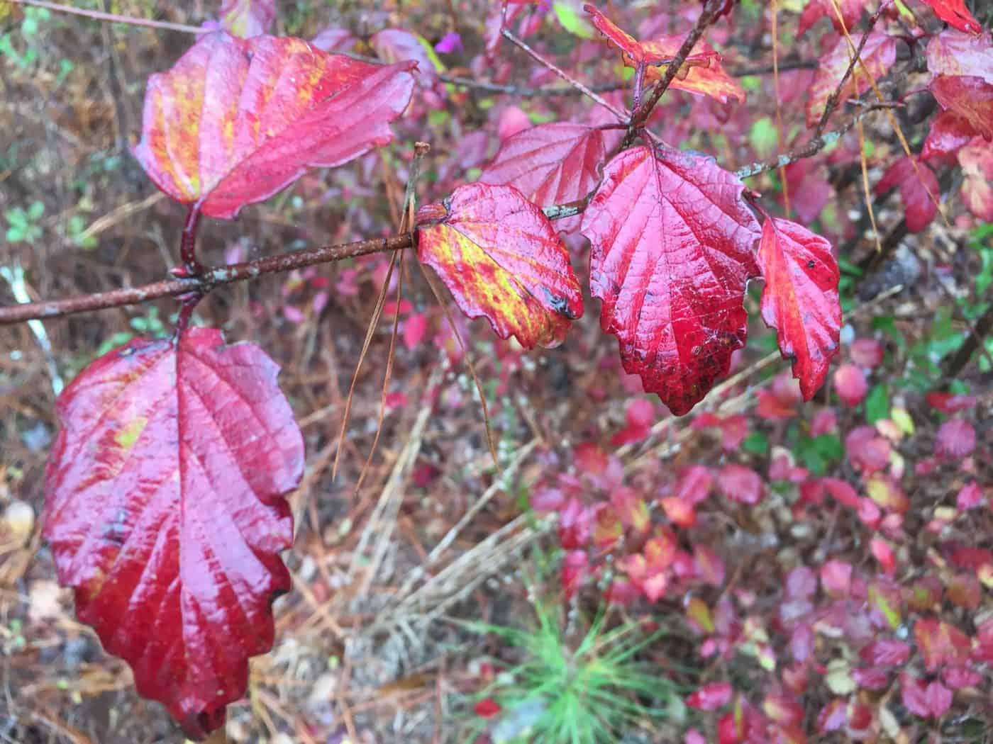 Viburnum dentatum, Arrowwood