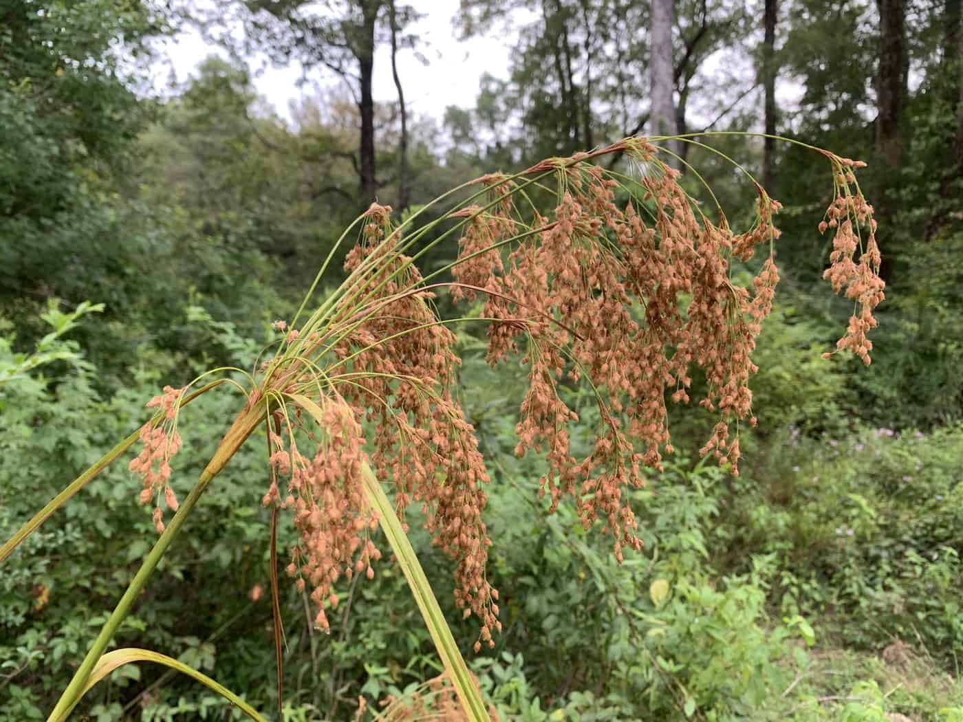 Scirpus