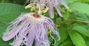 passiflora