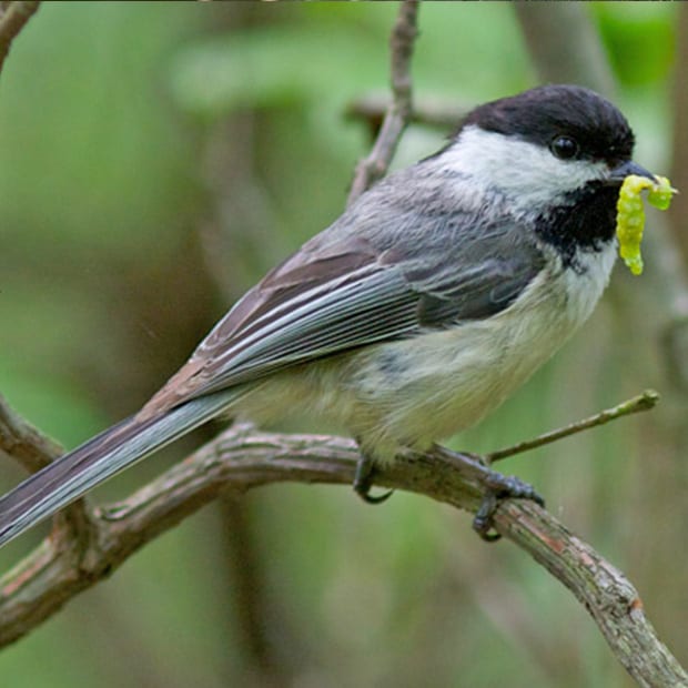 LNPS - Bird-Caterpillar