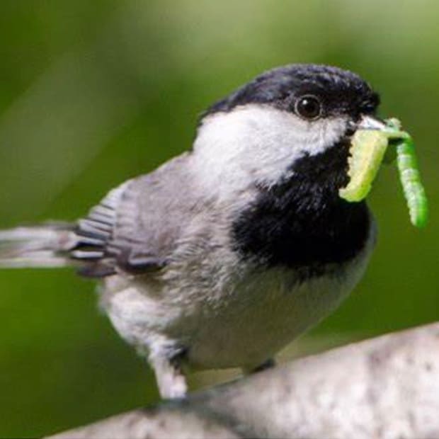 LNPS - Caterpillars - chickadee nest