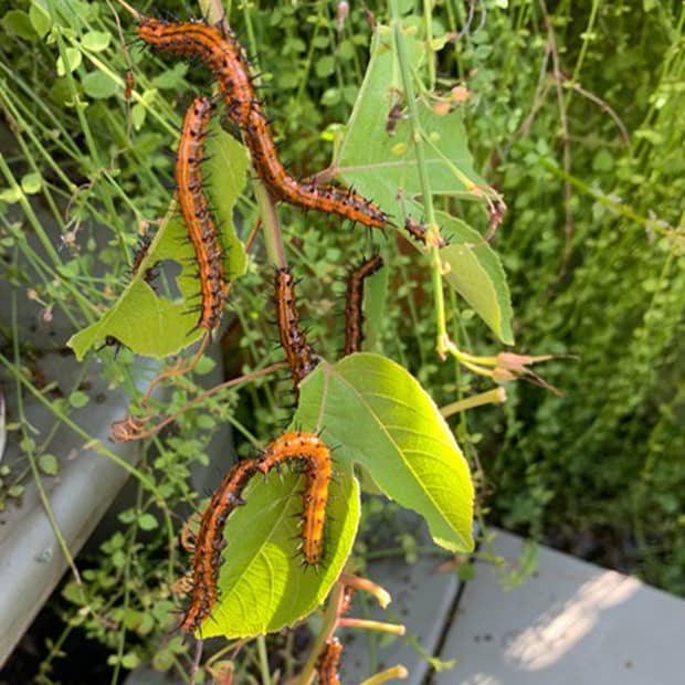 LNPS - Caterpillars on Passionvine