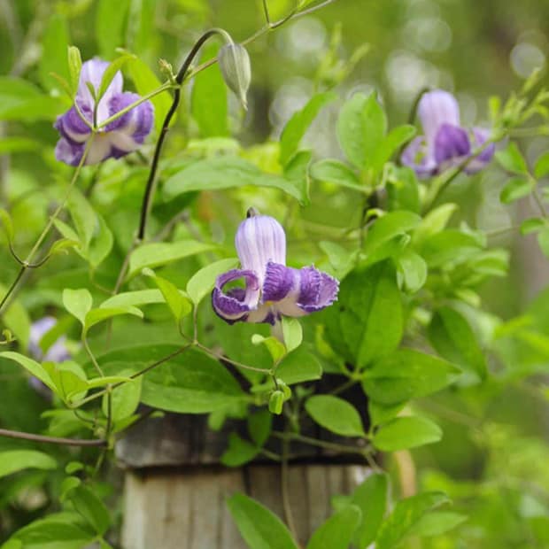 LNPS - Clematis crispa