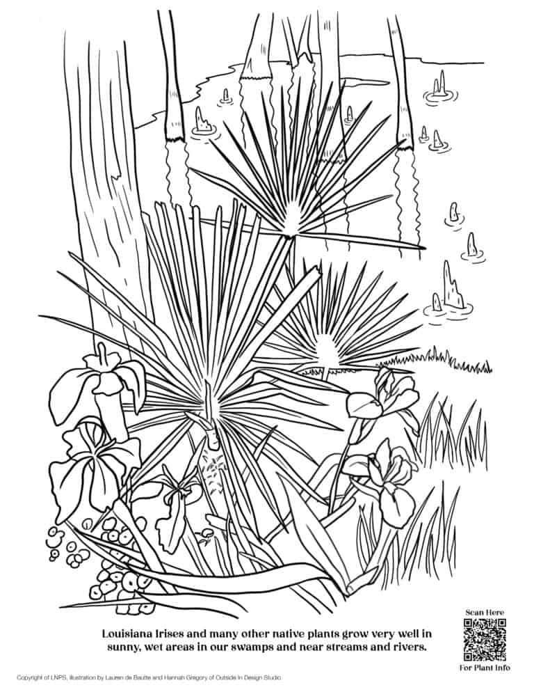 FREE Coloring Pages for Download - Louisiana Native Plant Society