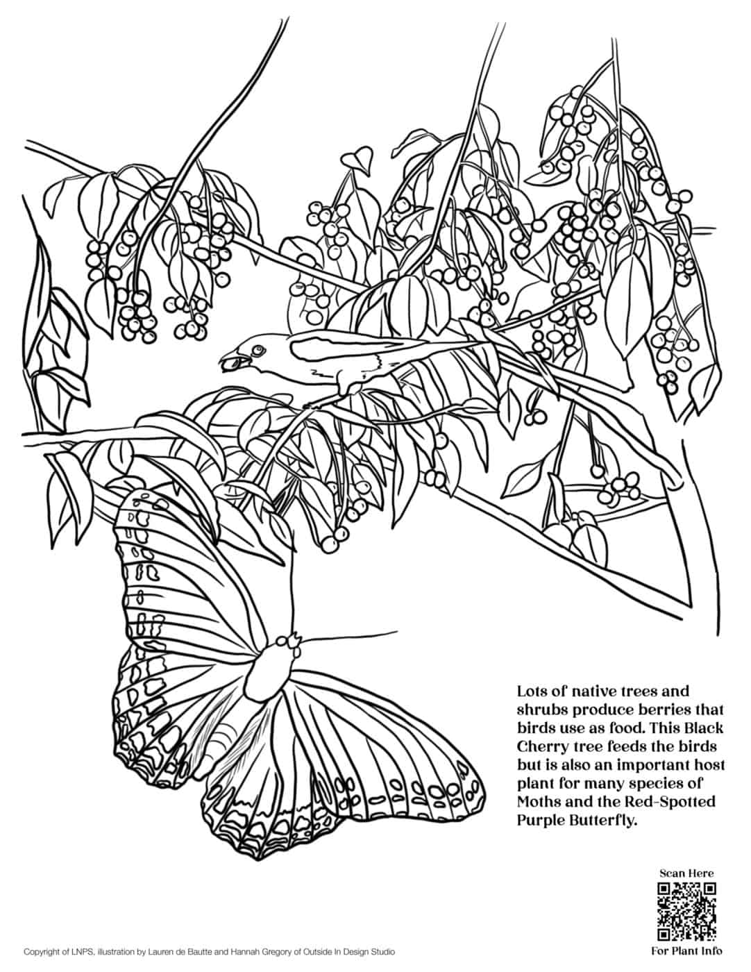 LNPS - Coloring Book - Tanager_Black_Cherry_Tree