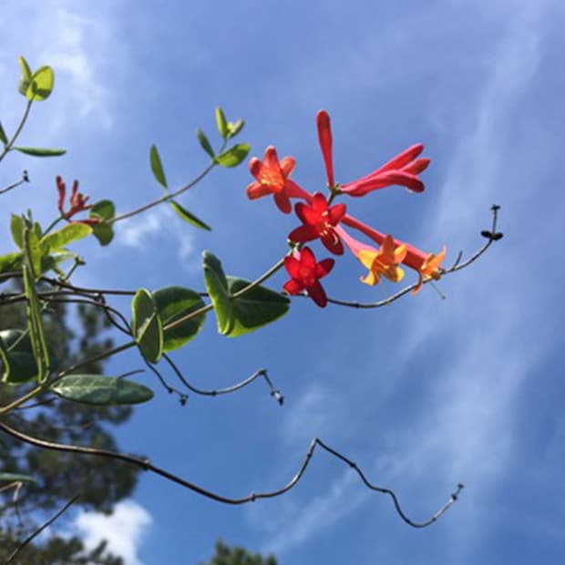 LNPS - Coral Honeysuckle