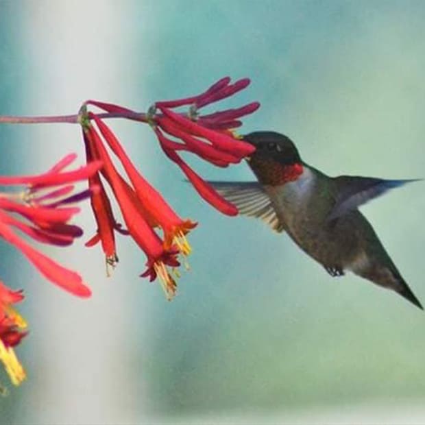 LNPS - Humming Bird x Coral Honeysuckle