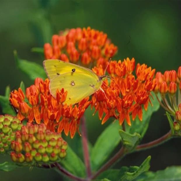 LNPS - Milkweed - 1