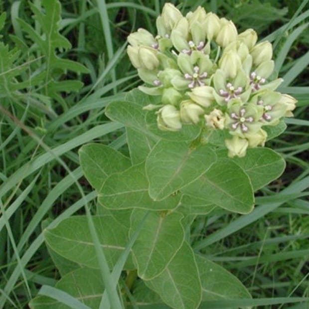 LNPS - Milkweed - 3