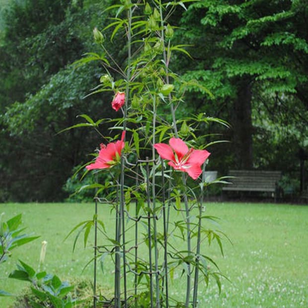 LNPS - Texas star hibiscus