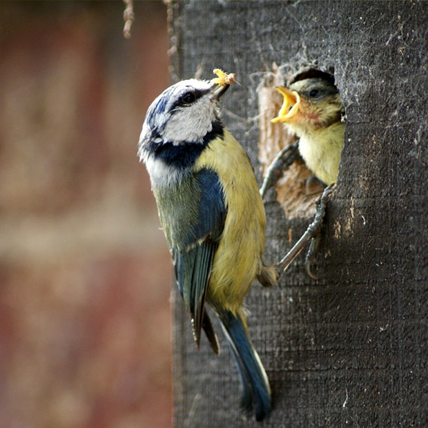 LNPS - adult_feeding_chick