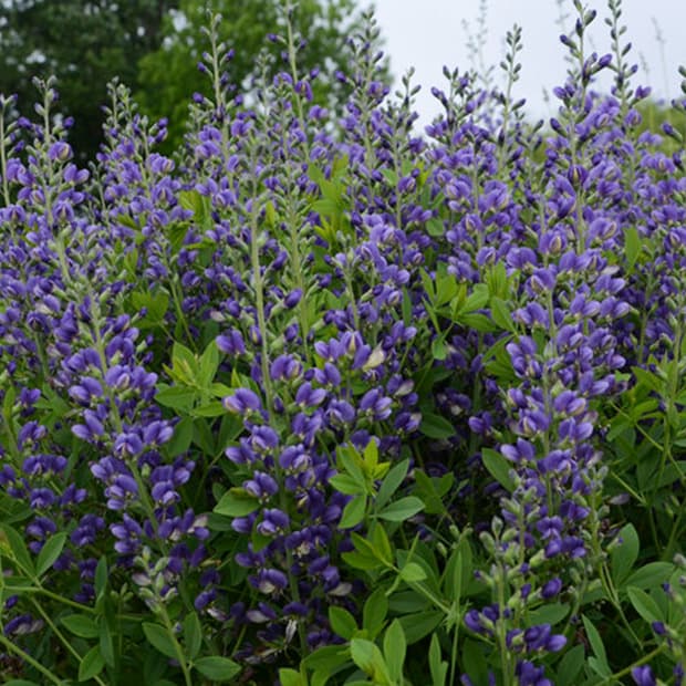 LNPS - baptisia