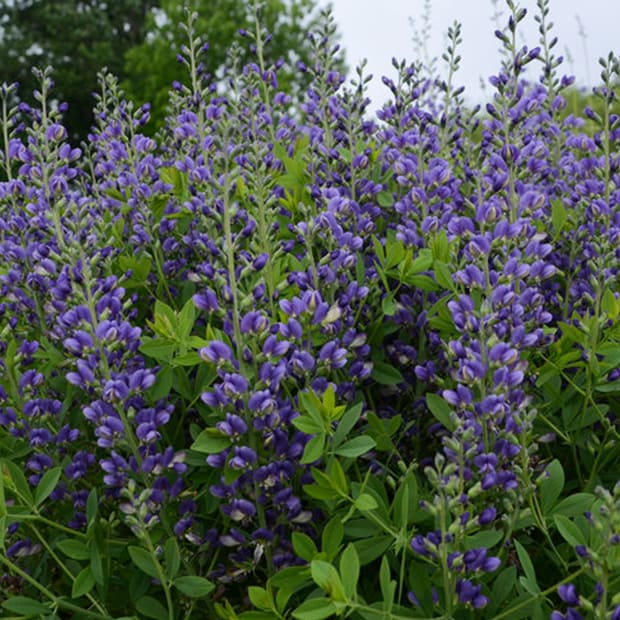 LNPS - baptisia