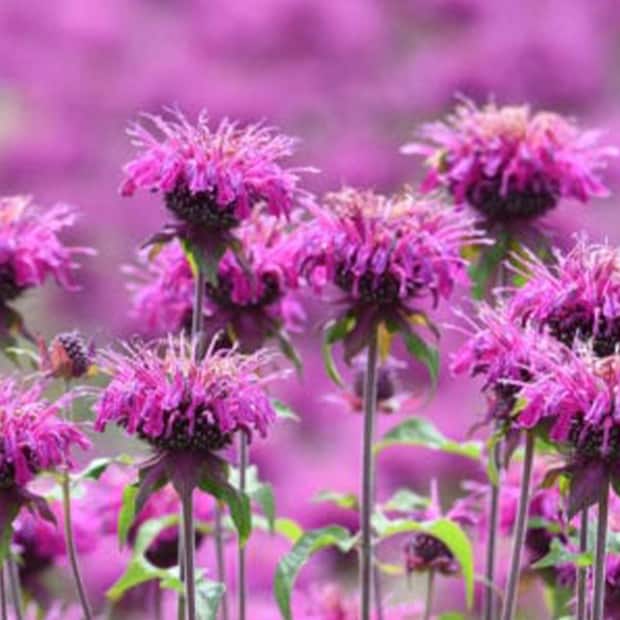 LNPS - beebalm