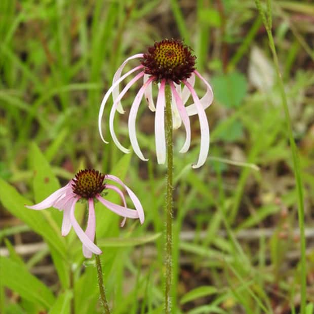 LNPS - black eyed-susans1