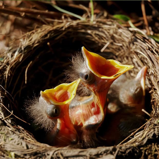 LNPS - chickadee nest