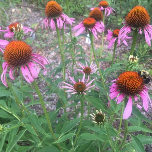 LNPS - coneflowers - 1