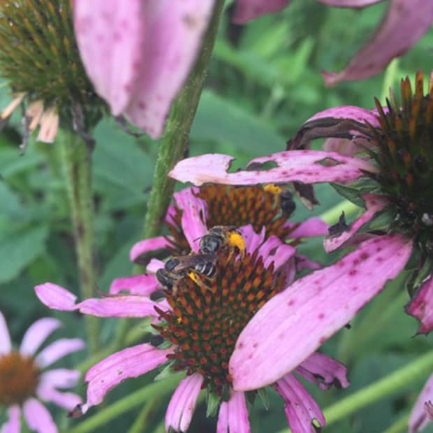 LNPS - coneflowers - 2