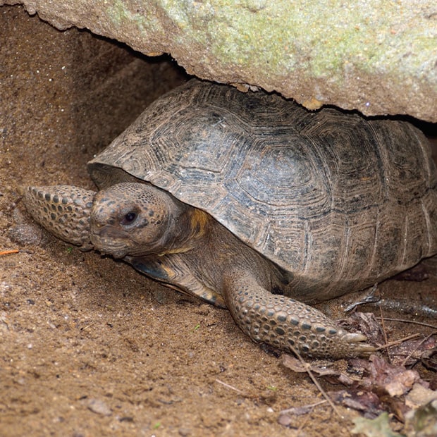 LNPS - gopher-tortoise