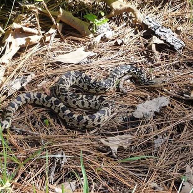 LNPS - louisiana-pine-snake