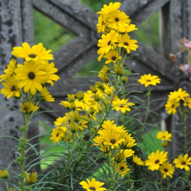 LNPS - narrow-leaf sunflower