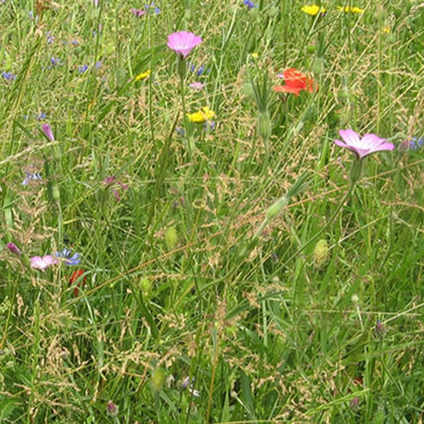 LNPS - roadside wildflowers