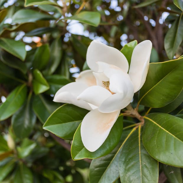 LNPS - southern magnolia