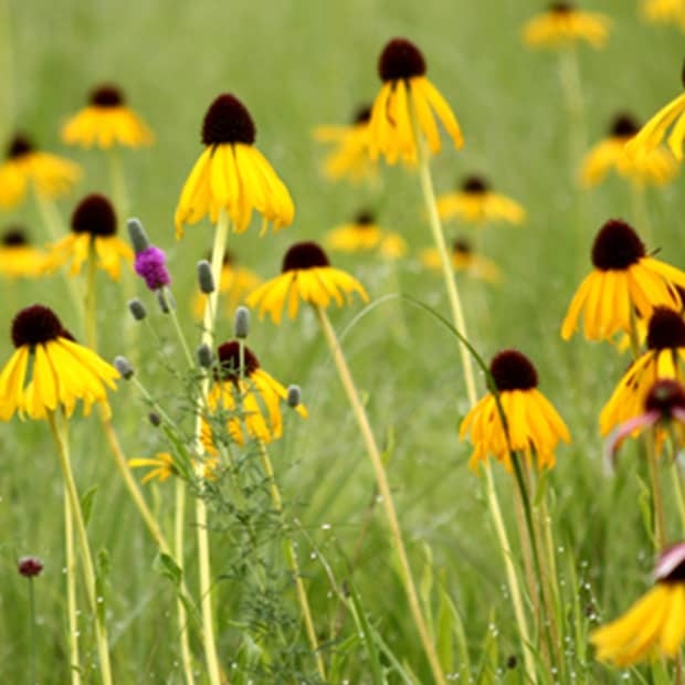 LNPS - yellow coneflower