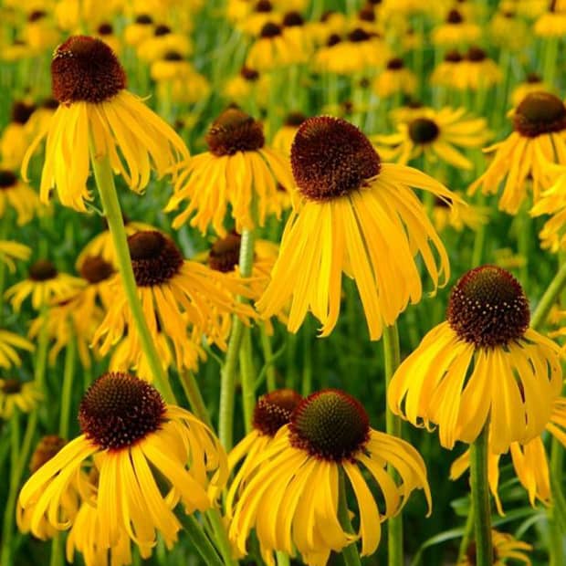 LNPS - yellowconeflower