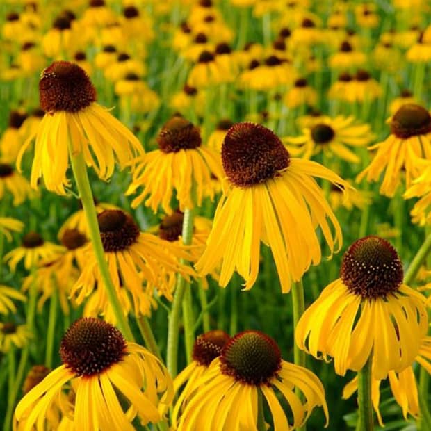 LNPS - yellowconeflower