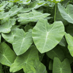 List of Common Invasive Plants of Louisiana - Louisiana Native Plant ...