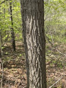 Sassafras - Louisiana Native Plant Society