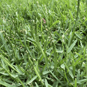 Centipede Grass - Louisiana Native Plant Society
