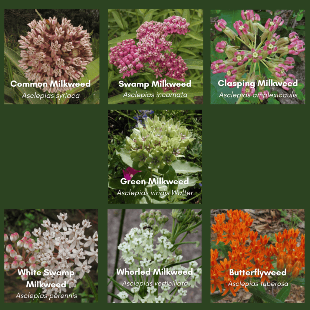 Louisiana Native Milkweed