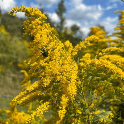 Goldenrod