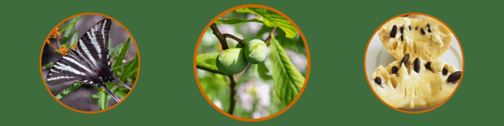 Pawpaw Tree