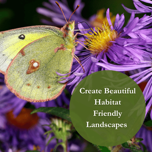 Sulphur Butterfly on Aster